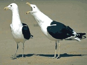 klicke hier, um die Datei herunterzuladen WeiblicherVogel