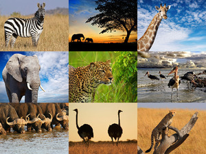 De Afrikaanse dierenwere d