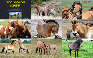 Mongolische Pferde 