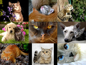 klicke hier, um die Datei herunterzuladen schöne Bilder von Katzen