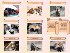 klicke hier, um die Datei herunterzuladen 2 wie hund und katz