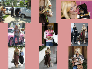 klicke hier, um die Datei herunterzuladen De hondjes van Paris Hilton