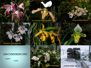 unsere Orchideenaustellung