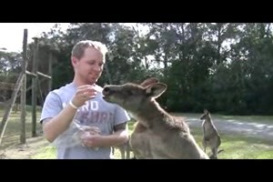 kangaroo