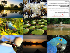 Pantanal - Mato-Grosso-Brasil