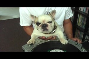 Disco-Hund