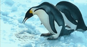 Pinguine