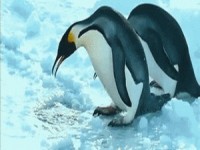 Pinguine