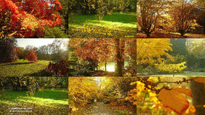 klicke hier, um die Datei herunterzuladen Bunter Herbst ge
