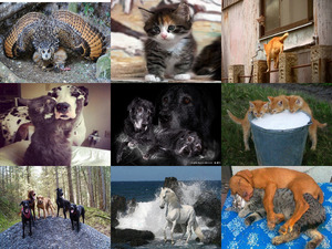klicke hier, um die Datei herunterzuladen Tierfreunde 36