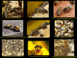 Bijenkorfbezoek