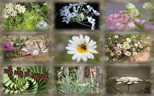 klicke hier, um die Datei herunterzuladen Blüten in den Jahreszeiten