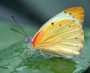 Butterflies - Schmetterlinge
