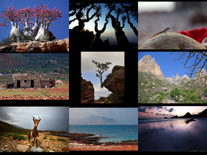 mystisches Socotra