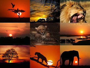 klicke hier, um die Datei herunterzuladen Afrika in Orange