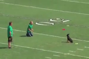Hunde am Fussballplatz