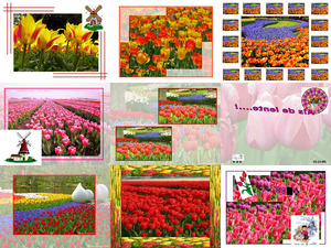 Tulpen aus Amsterdamm