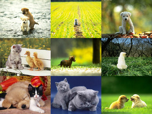 klicke hier, um die Datei herunterzuladen Cuties