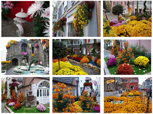 Chrysanthemum Festival Lahr 