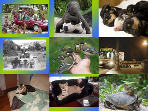 klicke hier, um die Datei herunterzuladen besondere Momente - Tiere
