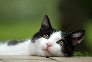 klicke hier, um die Datei herunterzuladen Katzenaugen