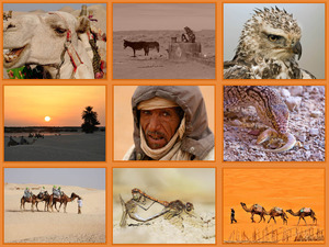 Die Sahara Wueste lebt