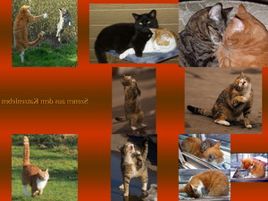 klicke hier, um die Datei herunterzuladen Szenen aus dem Katzenleben
