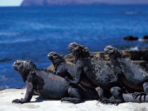 klicke hier, um die Datei herunterzuladen Planet Erde - Teil 1
