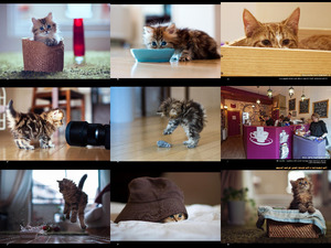 Catcafes - Katzen-Kaffees