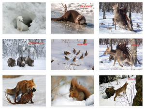 Wildtiere im Winter