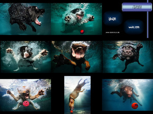 Diving Dogs