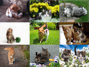 klicke hier, um die Datei herunterzuladen So liebe Katzen