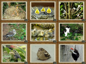 klicke hier, um die Datei herunterzuladen Baby Birds-