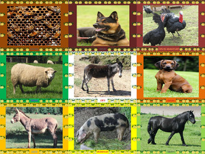 klicke hier, um die Datei herunterzuladen TIERE am BAUERNHOF