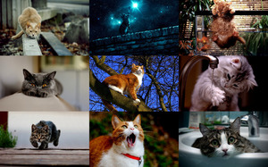 klicke hier, um die Datei herunterzuladen Cats action 2