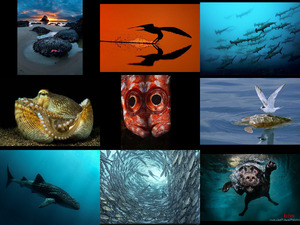 klicke hier, um die Datei herunterzuladen best ocean photography