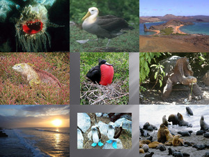 insel galapagos