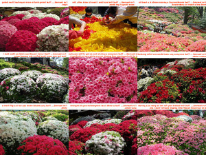 klicke hier, um die Datei herunterzuladen JapaneseAzaleas