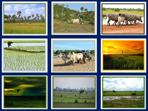Kambotscha 20 Reisfelder