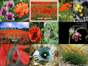 klicke hier, um die Datei herunterzuladen feuriger Mohn