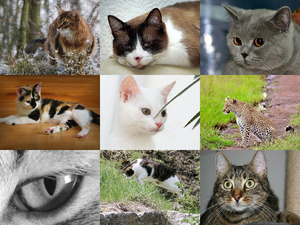 Cats - tolle Haus und Wildkatzen