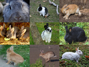 Kaninchen 1