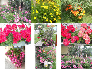 klicke hier, um die Datei herunterzuladen Blumen aus meinem Garten