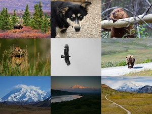 klicke hier, um die Datei herunterzuladen Denali Park 2 - super Aufnahmen