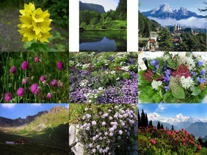 klicke hier, um die Datei herunterzuladen ALPENBLUMEN
