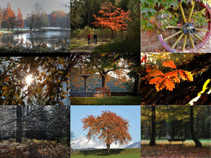 Herbst 7 - geniale Aufnahmen vom goldenen Herbst