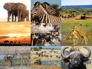 klicke hier, um die Datei herunterzuladen Afrika Sunrise- Jantjebeton