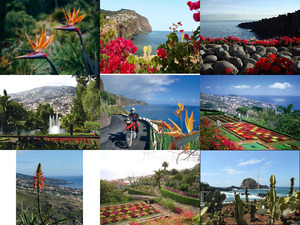 Blumeninsel Madeira