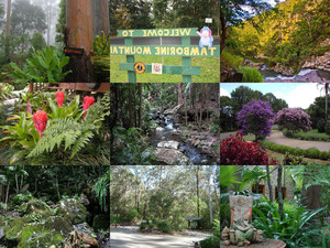 Tamborine Mountain