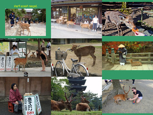 klicke hier, um die Datei herunterzuladen JapanNara Park E